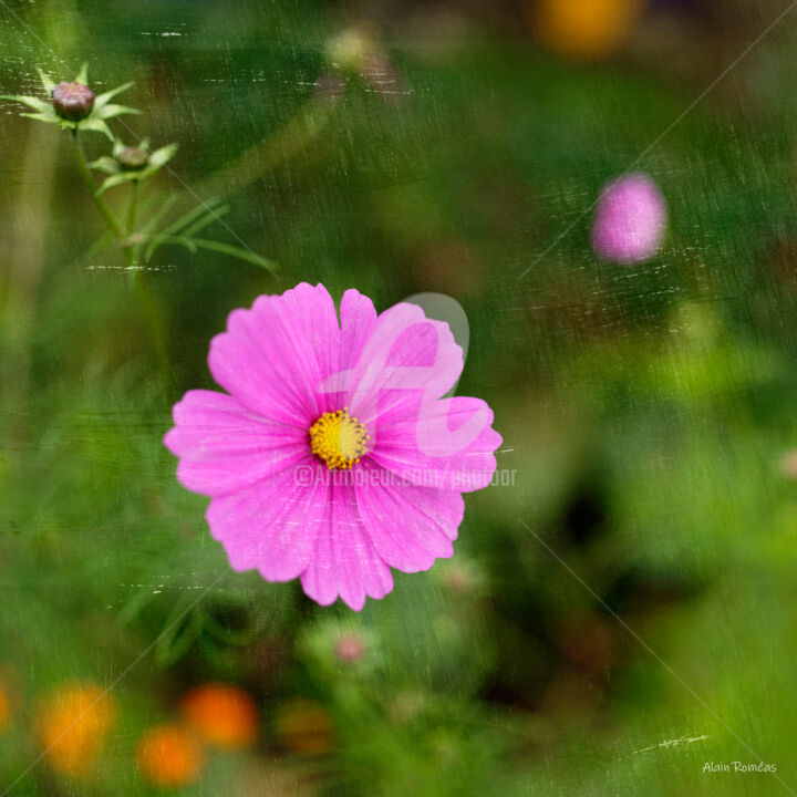 Photography titled "Garden's flower (fl…" by Alain Romeas (PhotoAR), Original Artwork, Digital Photography