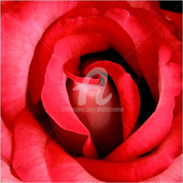 Photographie intitulée "Au coeur de la Rose" par Josiane Karanian Boularot, Œuvre d'art originale