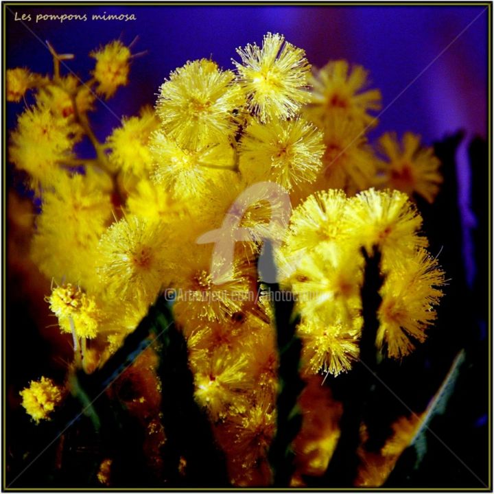 Photography titled "Les pompons mimosa" by Josiane Karanian Boularot, Original Artwork