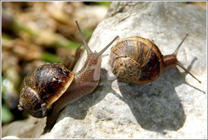 Photography titled "Escargots, piroulo,…" by Josiane Karanian Boularot, Original Artwork