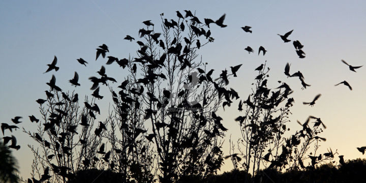 Photography titled "Les étourneaux - L'…" by Josiane Karanian Boularot, Original Artwork