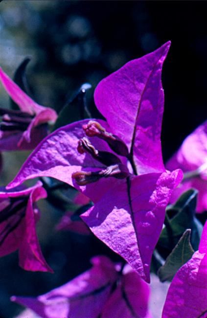 Photography titled "le bougainvillier 1" by Harireche "Harimoart" Hari Mo Art, Original Artwork, Other