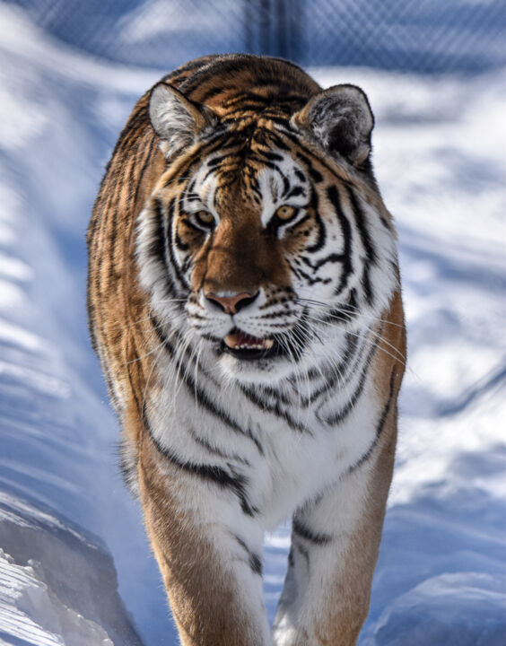 Photographie intitulée "The Tigress" par Patrice Cote, Œuvre d'art originale, Photographie numérique