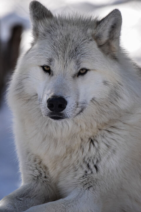 Photographie intitulée "The White Wolf" par Patrice Cote, Œuvre d'art originale, Photographie numérique