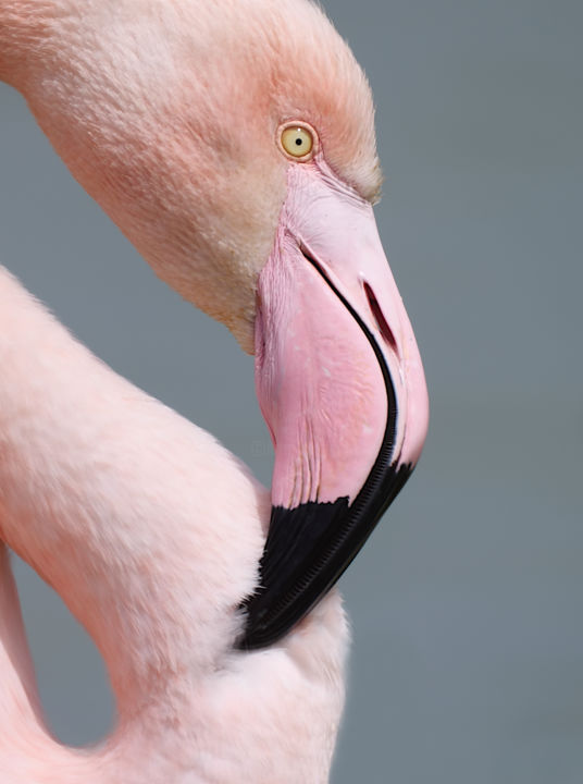 Photographie intitulée "Flamingo" par Photographifi, Œuvre d'art originale, Photographie numérique