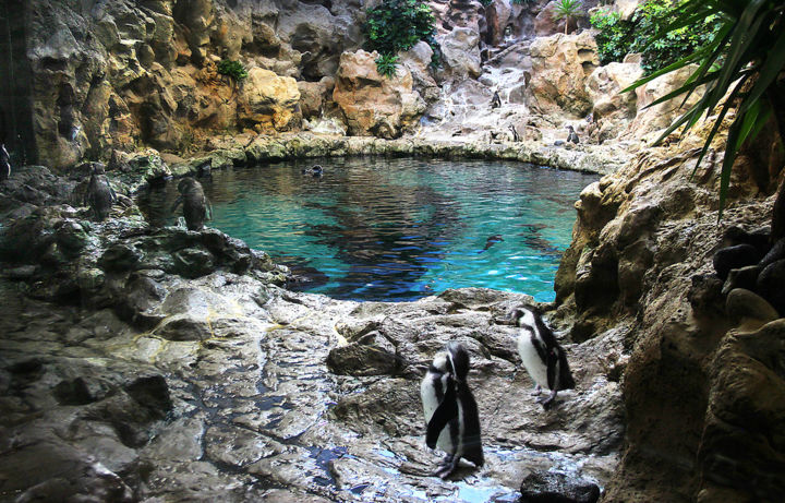 Fotografie mit dem Titel "06-pingouins.jpg" von Michel Hervo, Original-Kunstwerk