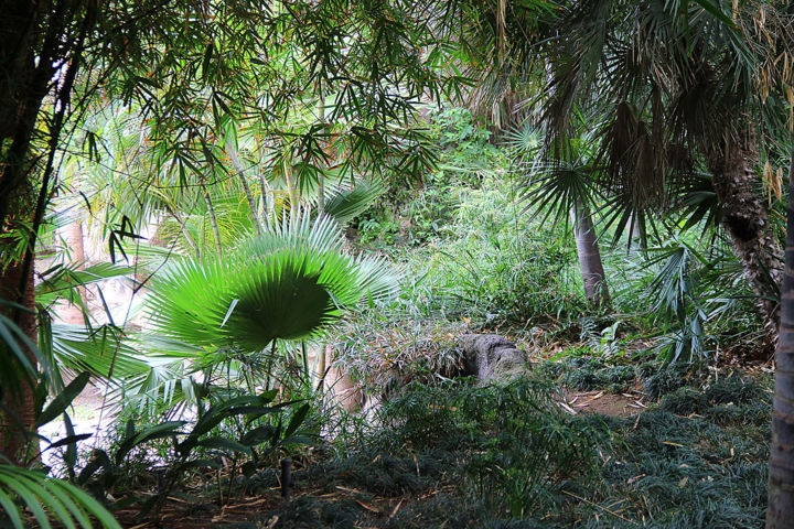 Photographie intitulée "10-tropical-02.jpg" par Michel Hervo, Œuvre d'art originale