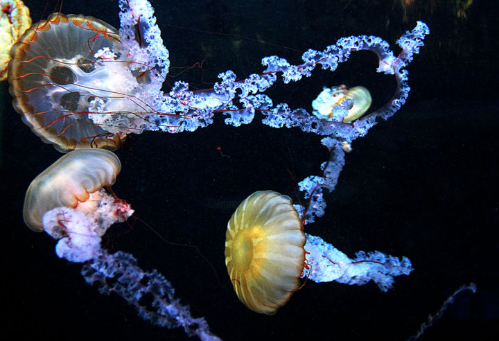 Photography titled "12-belles-meduses.j…" by Michel Hervo, Original Artwork