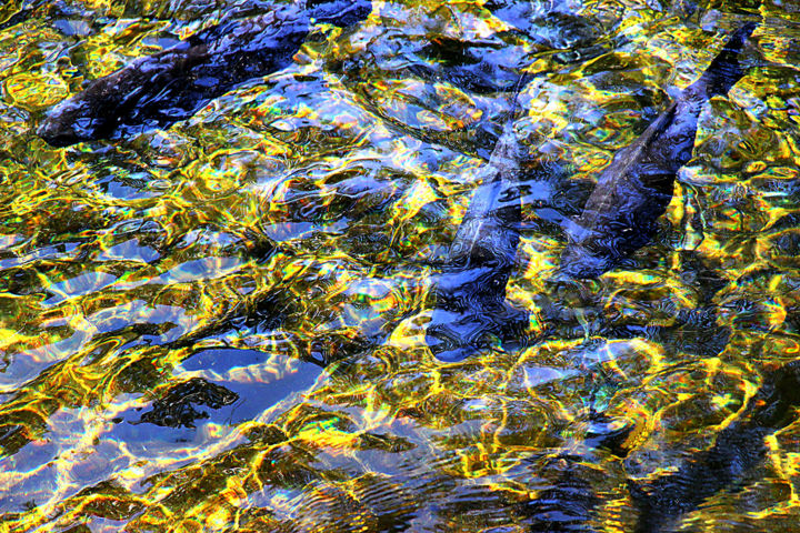 Photography titled "11-dans-les-eaux.jpg" by Michel Hervo, Original Artwork