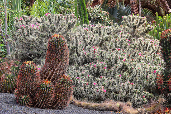 Fotografie getiteld "04-Oasis Park  - -C…" door Michel Hervo, Origineel Kunstwerk