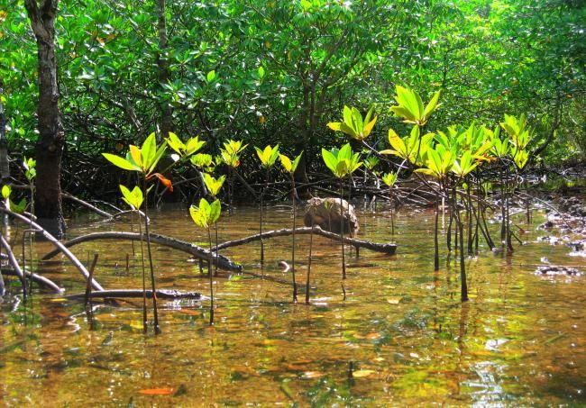 Fotografie getiteld "Mangrove N°17" door Michel Hervo, Origineel Kunstwerk