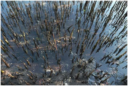 Photographie intitulée "Mangrove n°5" par Michel Hervo, Œuvre d'art originale