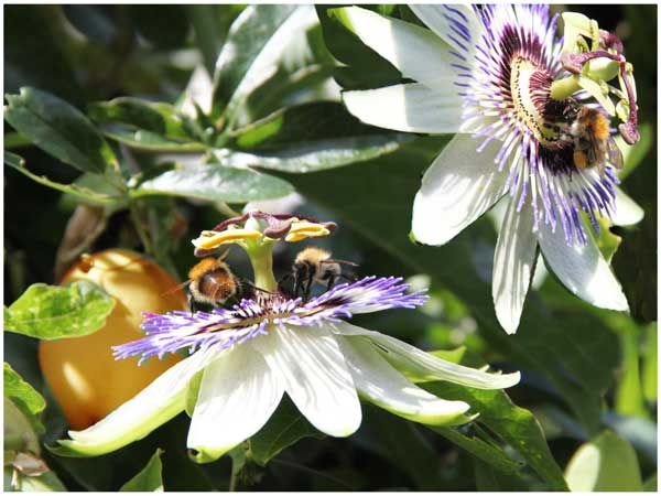 Fotografie getiteld "Passiflores et bour…" door Michel Hervo, Origineel Kunstwerk