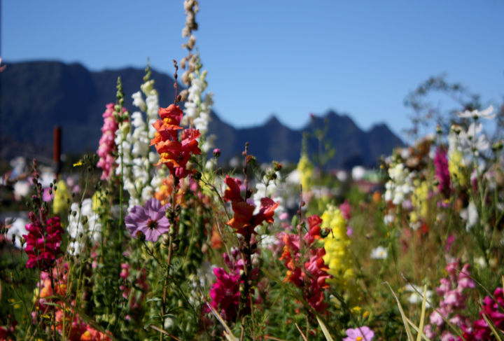 Les Fleurs De Lu0027ile De Bourbon, Photography by Guillaume Duigou