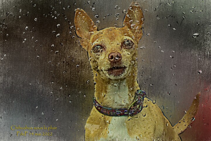 Цифровое искусство под названием "Chihuahua sous la p…" - Pia De Panicis, Подлинное произведение искусства, Цифровая живопись