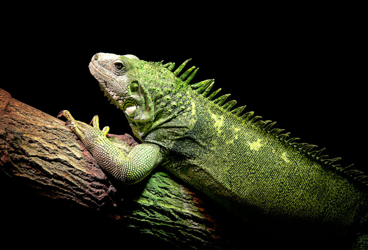 Arts numériques intitulée "Iguane Vert" par Pics'L Art Galerie, Œuvre d'art originale