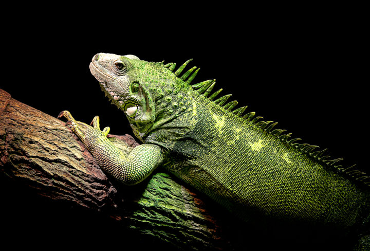Iguane Vert Photography By Pics L Art Galerie Artmajeur Iguane Vert Photography By Pics L Art Galerie Artmajeur