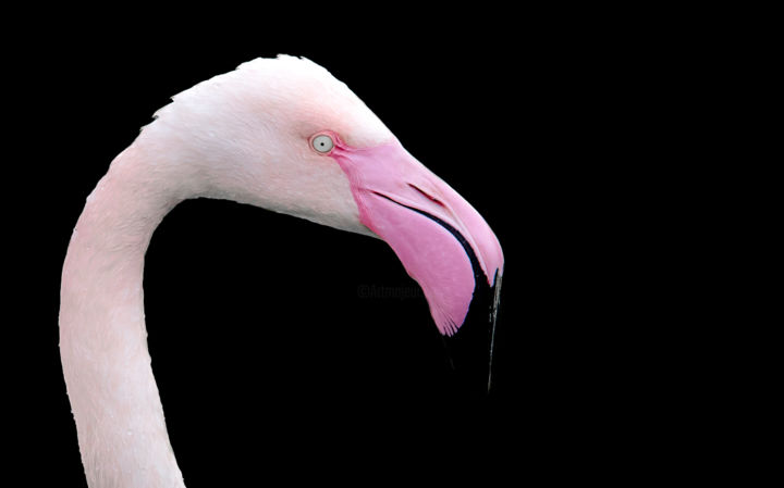 Arts numériques intitulée "Flamingo" par Pics'L Art Galerie, Œuvre d'art originale