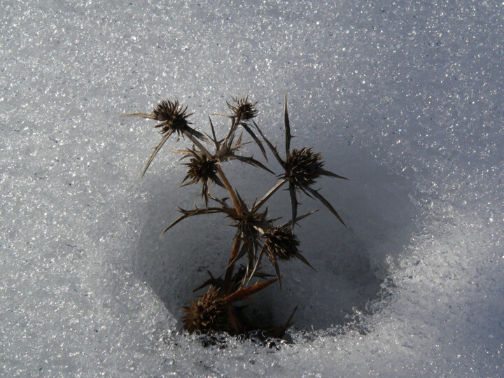 Fotografía titulada "Chardon sur neige" por Pier Brignon, Obra de arte original, Fotografía digital