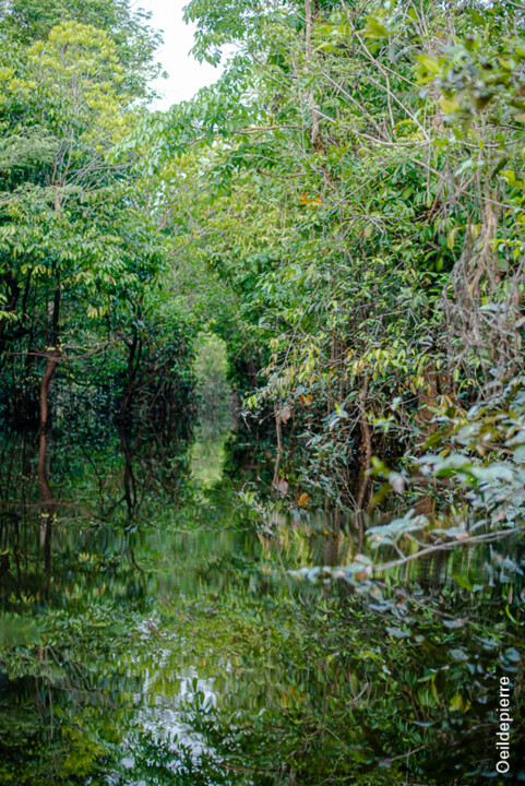 Fotografia zatytułowany „forêt immergée” autorstwa Pierre Assemat (oeildepierre), Oryginalna praca, Fotografia cyfrowa