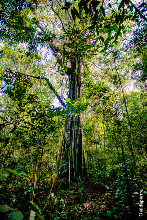 Photography titled "forêt amazonie" by Pierre Assemat (oeildepierre), Original Artwork, Digital Photography