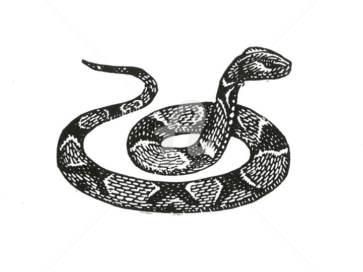 Printmaking titled "Serpent asiatique" by Pierre Bara, Original Artwork, Linocuts