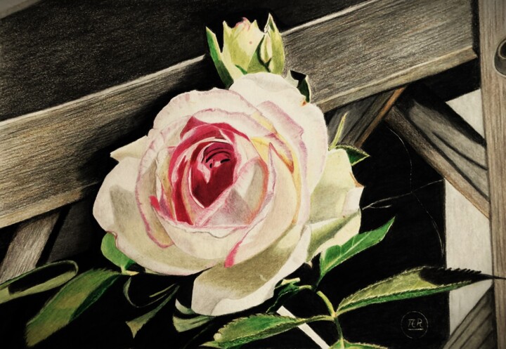 Dessin intitulée "La vie en rose" par Pierre Bayet, Œuvre d'art originale, Crayon