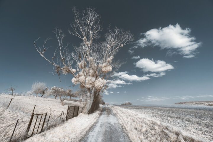 "Arbre de Coeur" başlıklı Fotoğraf Pierre-Louis Ferrer tarafından, Orijinal sanat, Dijital Fotoğrafçılık