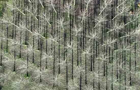 Fotografie getiteld "Peupleraie" door Pierre Mairé, Origineel Kunstwerk