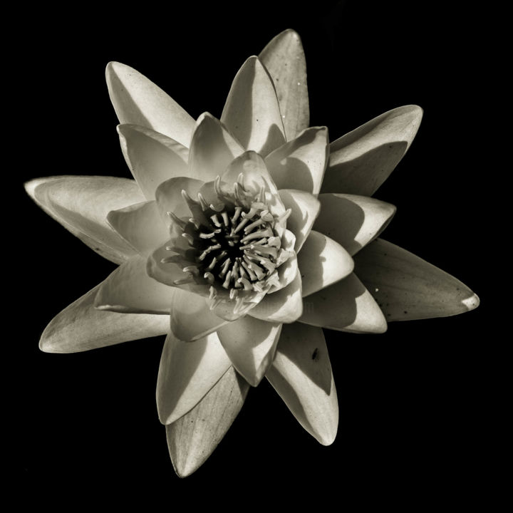 Photographie intitulée "Quelques fleurs #120" par Pierre Nadler, Œuvre d'art originale, Photographie numérique