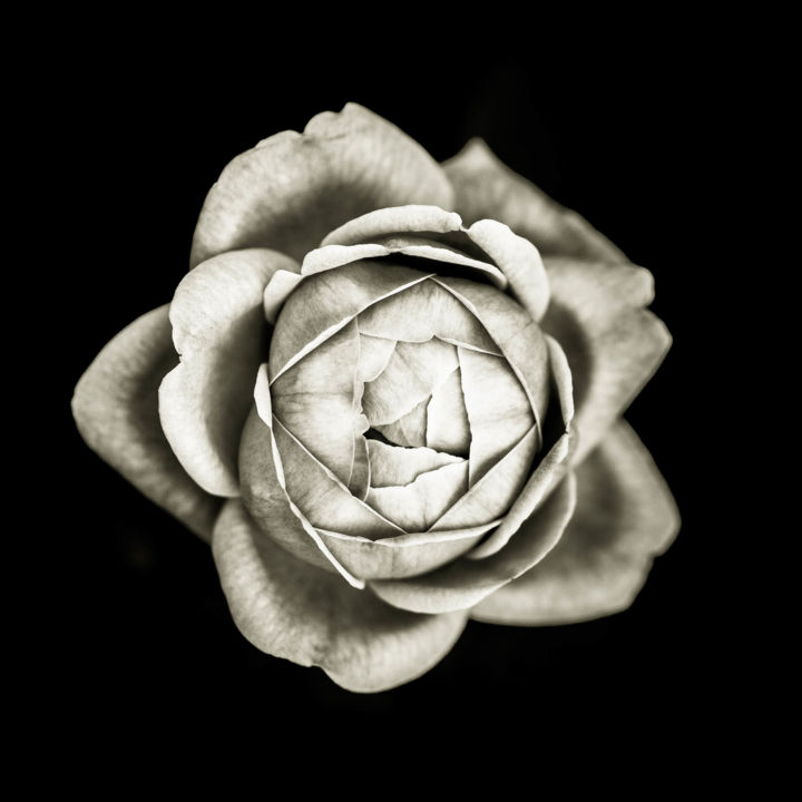「Quelques fleurs #04」というタイトルの写真撮影 Pierre Nadlerによって, オリジナルのアートワーク, デジタル