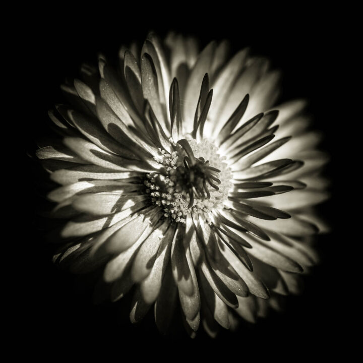 Photography titled "Quelques fleurs #11" by Pierre Nadler, Original Artwork, Digital Photography
