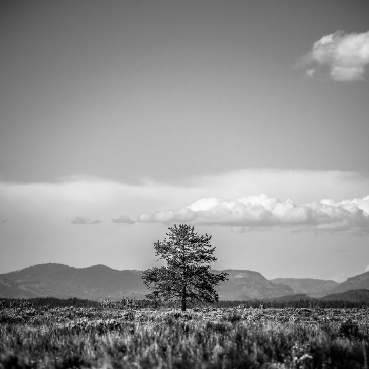 Fotografie mit dem Titel "L'arbre aux nuages…" von Pierre Nadler, Original-Kunstwerk, Digitale Fotografie