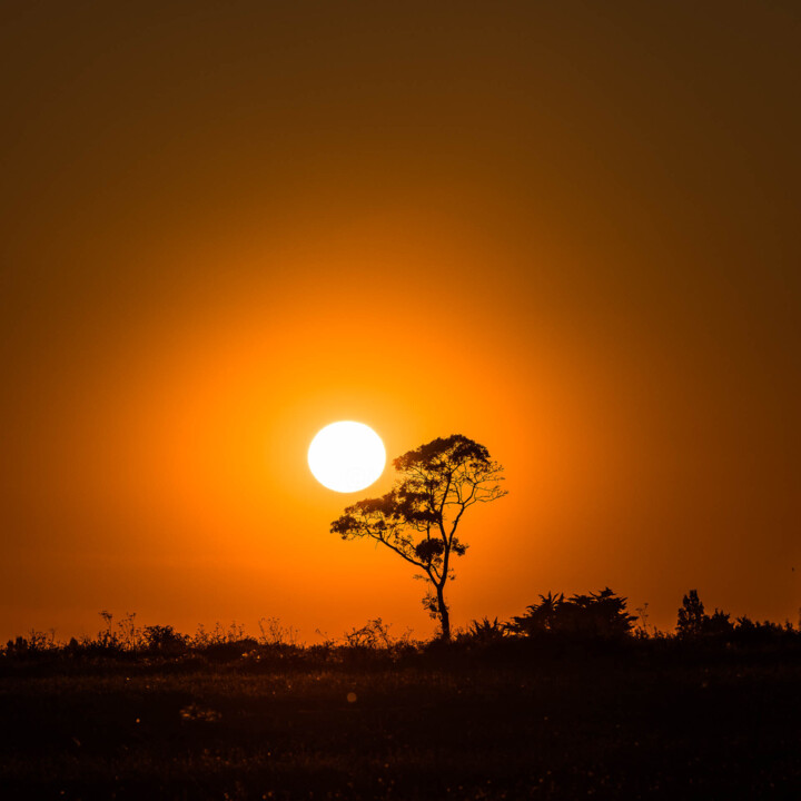 Photography titled "La savane - Saint-M…" by Pierre Nadler, Original Artwork, Digital Photography