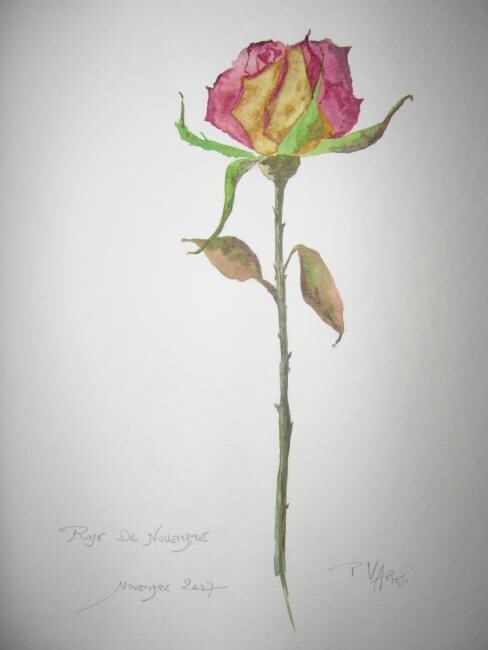 Peinture intitulée "Rose de novembre" par Pierre Varési Pierre, Œuvre d'art originale