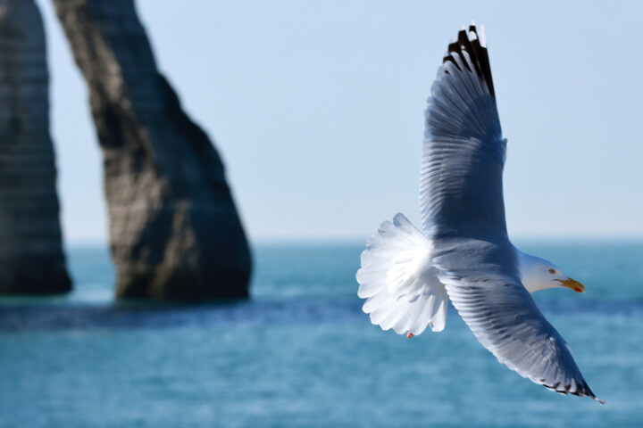 Photography titled "Goéland argenté, Et…" by Pierre-Yves Rospabé, Original Artwork, Digital Photography