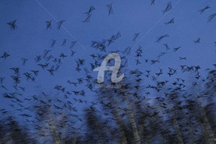 Photographie intitulée "Crows performed the…" par Piggly Giggly, Œuvre d'art originale, Photographie numérique