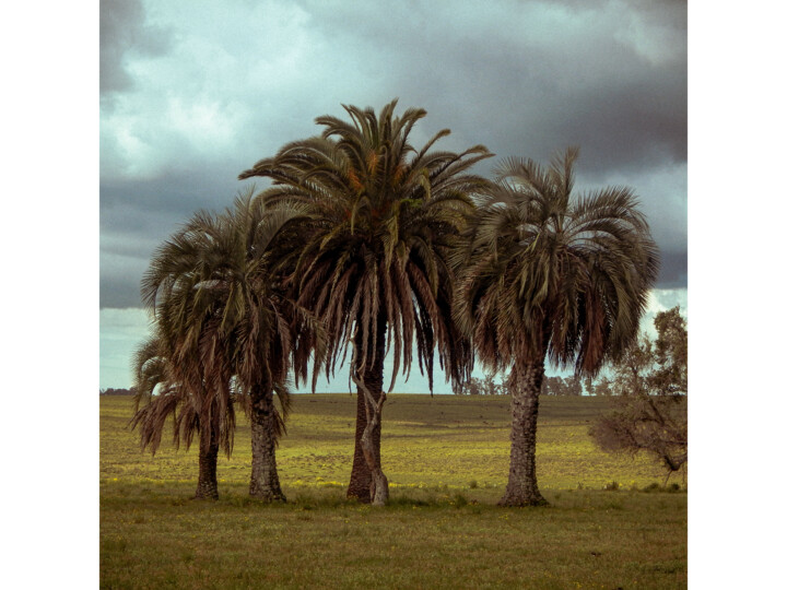 Fotografie getiteld "palmeiras" door Felipe Aguiar, Origineel Kunstwerk, Niet gemanipuleerde fotografie