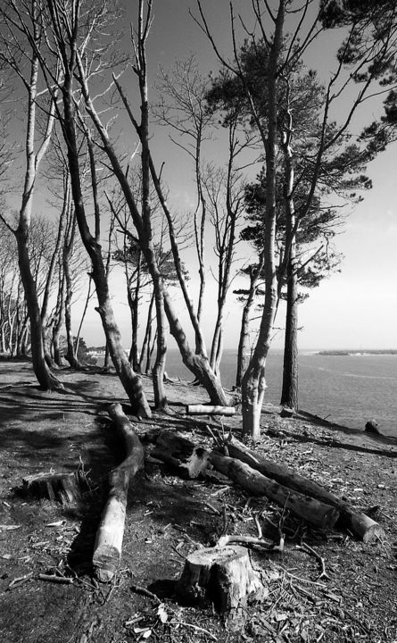 Photographie intitulée "'Trees on the Edge'…" par P. J. Collins, Œuvre d'art originale, Photographie argentique