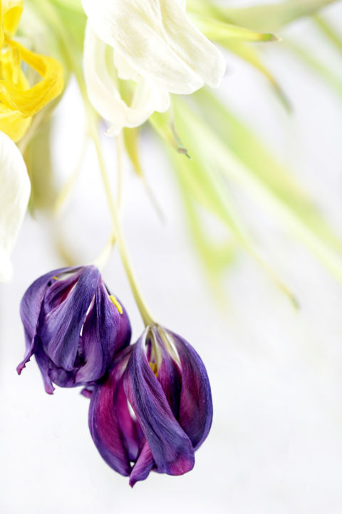 摄影 标题为“Fleur №1.jpg” 由Polina Jourdain-Kobycheva, 原创艺术品