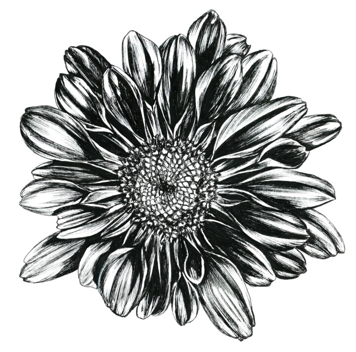 Dessin intitulée "B&W Chrysanthemum" par Polina Turgunova, Œuvre d'art originale, Encre