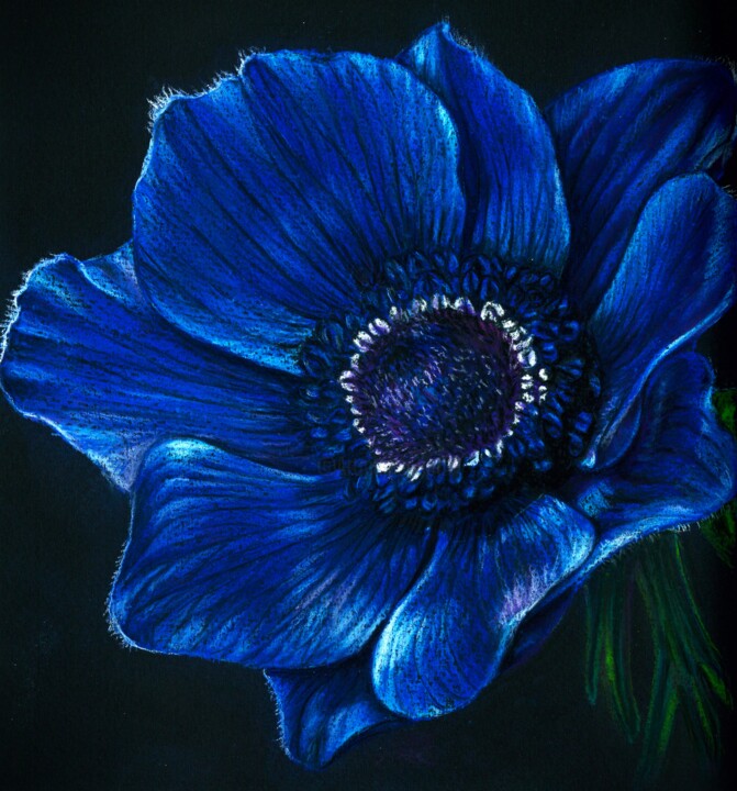 Drawing titled "Blue Anemone" by Polina Turgunova, Original Artwork, Pastel