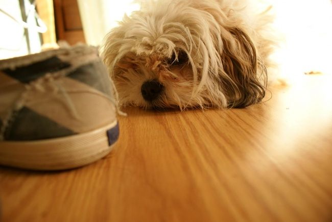 Photographie intitulée "shoe & dog" par Angeles, Œuvre d'art originale