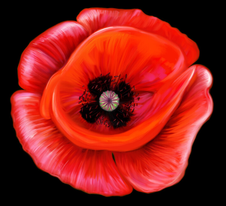 A Red Poppy, Digital Arts by Popova Josephine