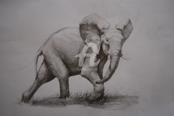 Tekening getiteld "Elephant" door Pedro Portela, Origineel Kunstwerk, Potlood