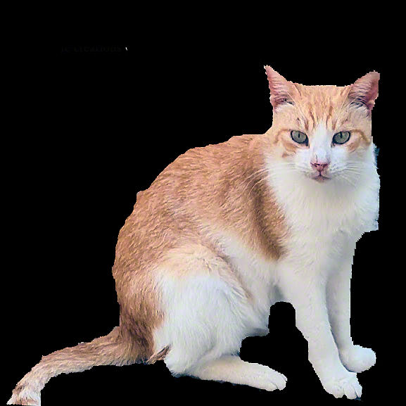 Photographie intitulée "Le chat" par Johnluca, Œuvre d'art originale, Photographie numérique