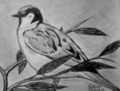 Drawing titled "Sparrow" by Pratyasha, Original Artwork, Other