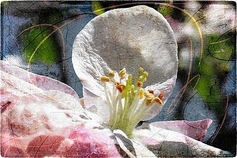 Digital Arts titled "The First Blossom" by Arte Ermel, Original Artwork, Digital Painting
