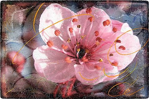 Digital Arts titled "The Second Blossom" by Arte Ermel, Original Artwork, Digital Painting