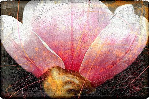 Digital Arts titled "The Fourth Blossom" by Arte Ermel, Original Artwork, Digital Painting
